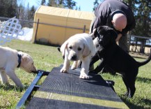 glitzypups teeter a13