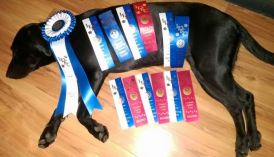 swirl first agility ckc