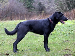 blaze-stack-20-months