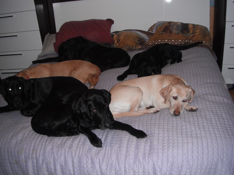 dogs on bed
